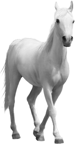 White Horse